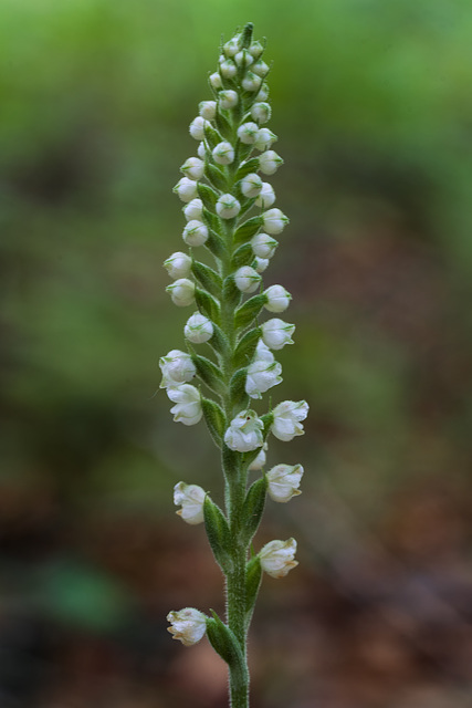 Goodyera pubescens (Downy Rattlesnake Plantain orchid)