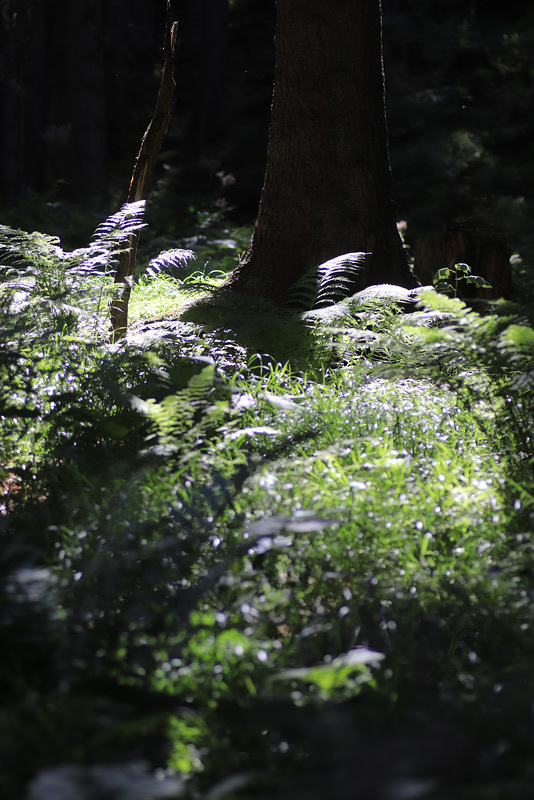 dans la forêt lointaine...