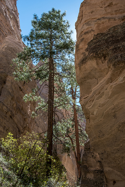 New Mexico slot canyon58