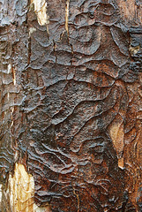 Wet Bark 1