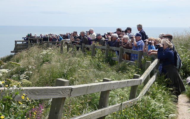 Birdwatchers Looking for the Albatross