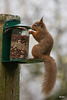 Red Squirrel finally figuring out after six months, how to access the nuts in the feeder!