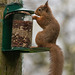 Red Squirrel finally figuring out after six months, how to access the nuts in the feeder!