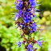 20220923 1796CPw [D~LIP] Ysop (Hyssopus officinalis), UWZ, Bad Salzuflen