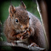 Écureuil roux, (Sciurus vulgaris), Eurasian Red Squirrel