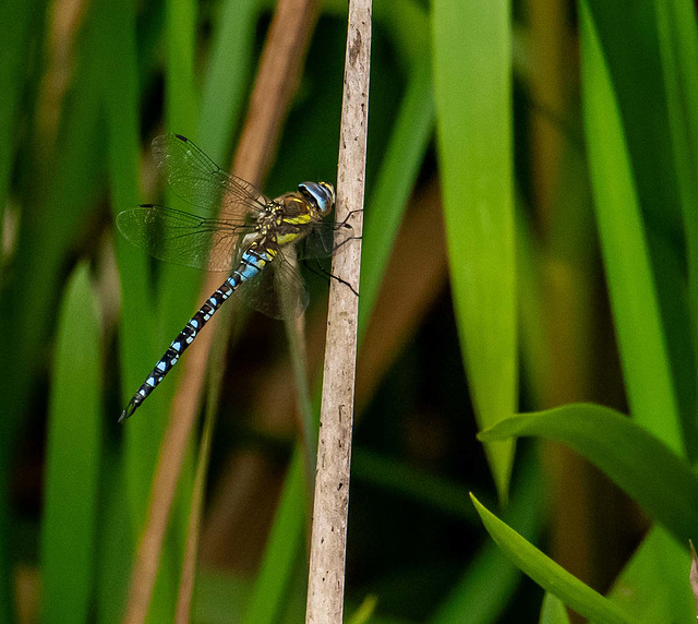 Migrant hawker