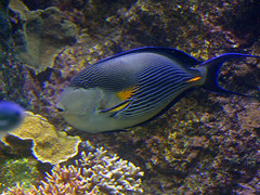 Aquarium de La Rochelle