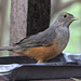 EF7A1616-CR2 DxO DeepPRIME -1Birdv7