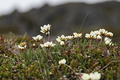 Auf Varanger: zwischen Syltefjord und Berlevåg