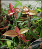 Pereskia aculeata (6)
