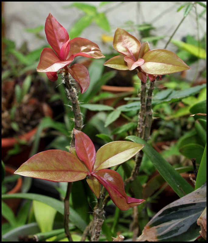 Pereskia aculeata (6)