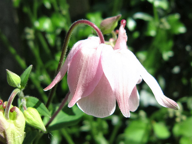 Beautiful pale pink aqualegia