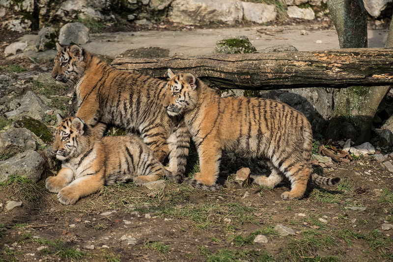 BESANCON: La Citadelle, Le tigre et les tigreaux. 34