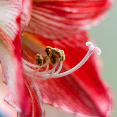 Amaryllis