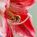 Amaryllis