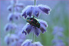 Petit bijou du jardin...