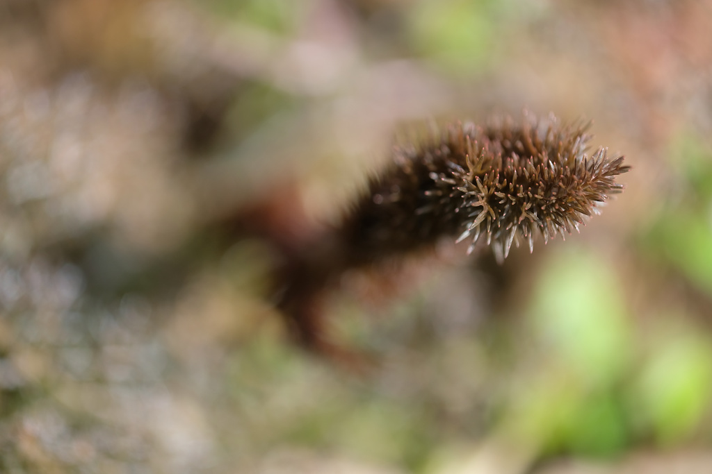 DSCF4481