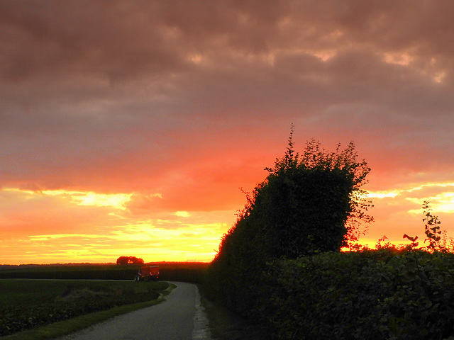 Burning Hedge