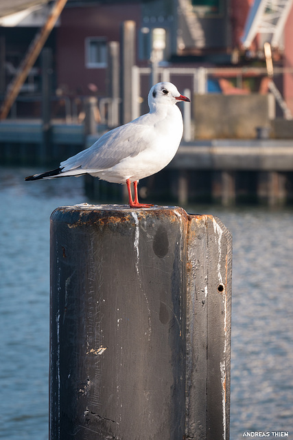 Hafenmöwe