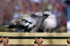 Lovebirds kissing!!