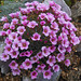 Saxifraga "Laka"