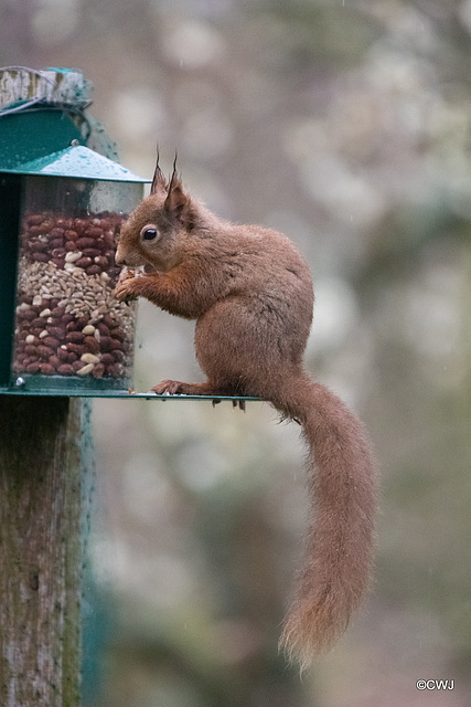 Red Squirrel finally figuring out after six months, how to access the nuts in the feeder!