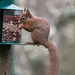 Red Squirrel finally figuring out after six months, how to access the nuts in the feeder!