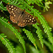 Speckled Wood Butterfly