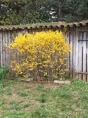 Forsythia marseillais