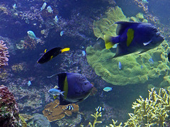 Aquarium de La Rochelle