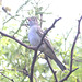 EF7A1674-CR2 DxO DeepPRIME -1Birdv4