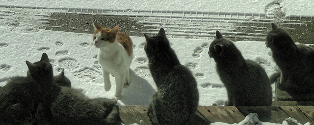 The Cat Colony Interviews a Prospective Member