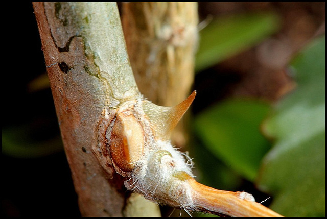 Pereskia aculeata