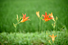 Orange lilies