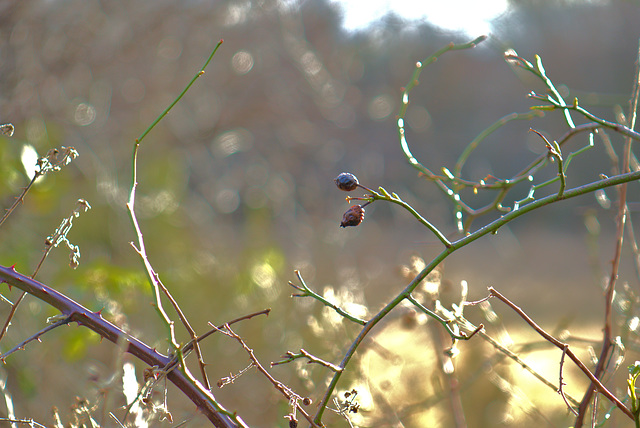 Late Winter Light