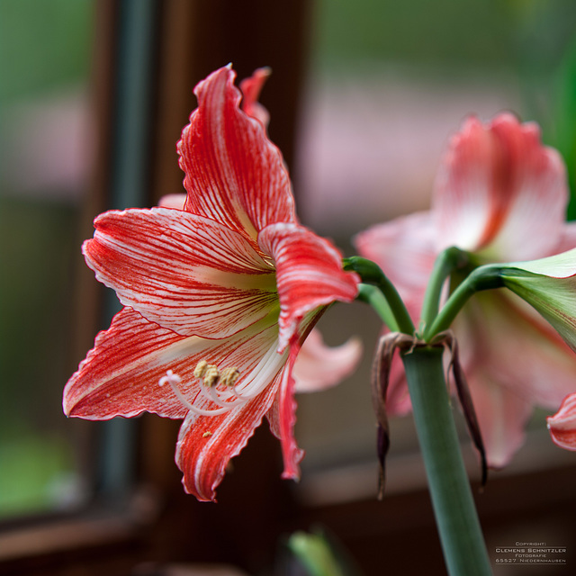 Amaryllis