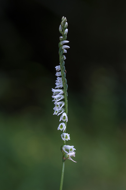 Spiranthes lacera var. gracilis (Slender Ladies'-tresses orchid)