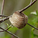 Day 3, insect nest? Delaurier Homestead trail