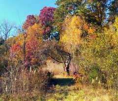 At the abandoned apple orchard