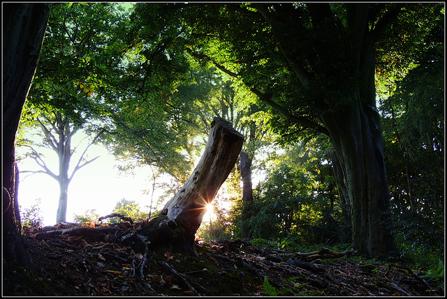 a Forest star