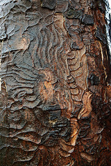 Wet Bark 2