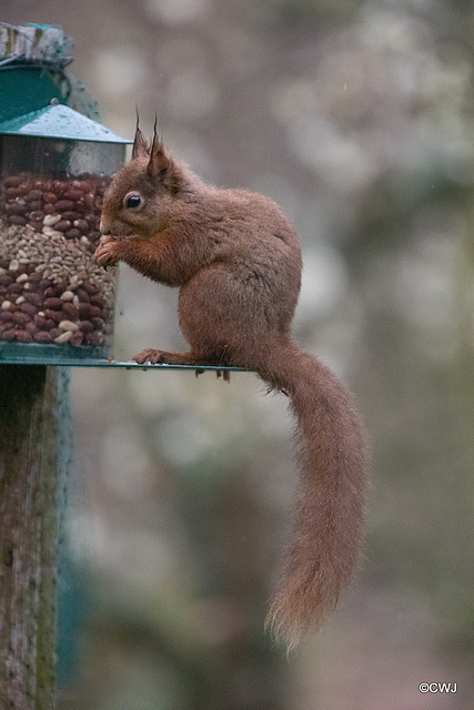 Red Squirrel finally figuring out after six months, how to access the nuts in the feeder!