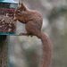 Red Squirrel finally figuring out after six months, how to access the nuts in the feeder!