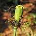 20230608 0808CPw [D~LIP] Klatsch-Mohn (Papaver rhoeas), Bad Salzuflen