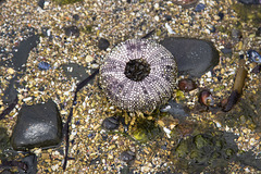 Auf Varanger: zwischen Syltefjord und Berlevåg