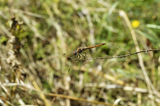 Violet Dropwing f (Trithemis annulata) (2)