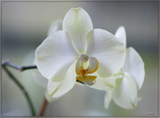 orchidee