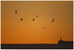 Sunset - gulls - Newhaven lighthouse & the Isle of Wight - 7.3.2016