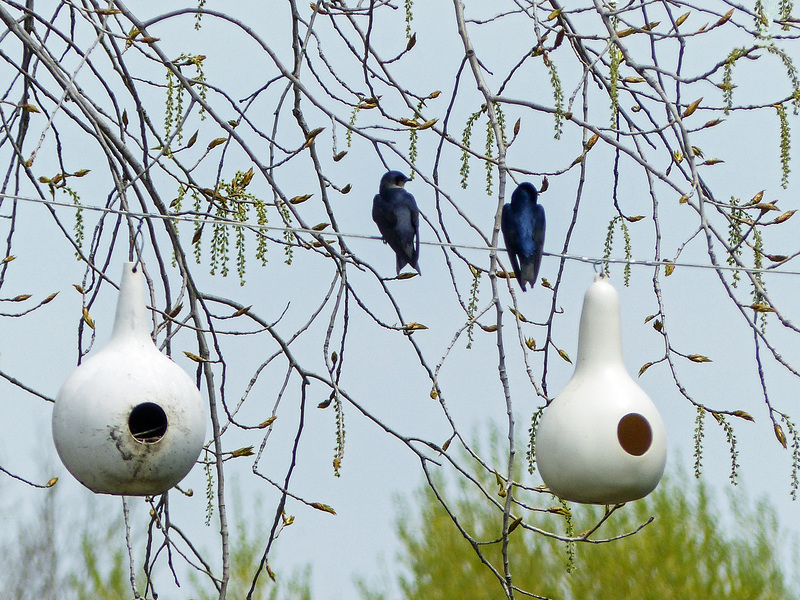 Day 3, Purple Martin nesting gourds, Pt Pelee