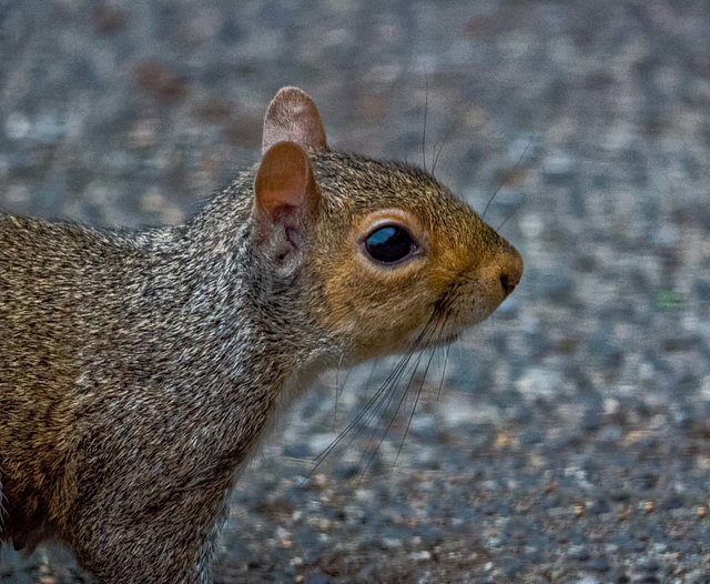 Squirrel 2 (7)